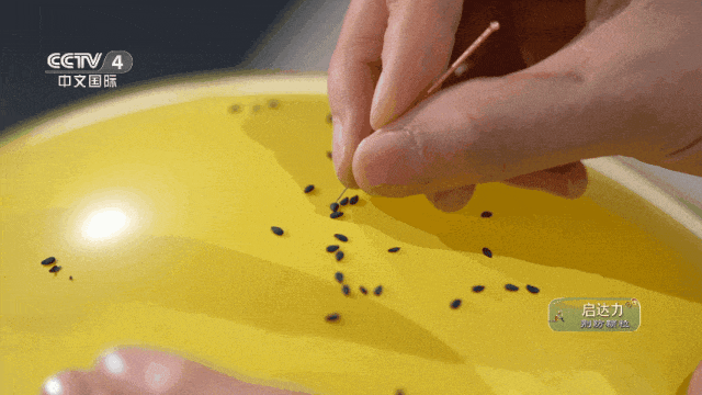 1740970527sr4m0jb695image